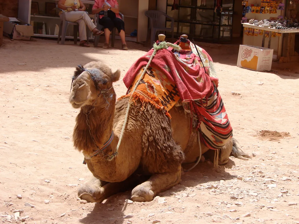 Camel at Petra, in Jordan