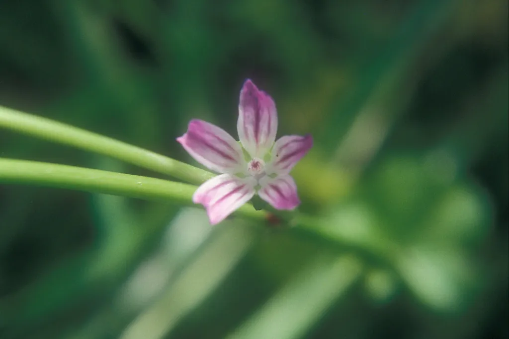 Malva nicaecensis