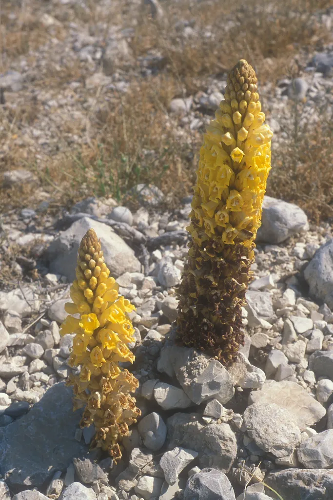 Desert Broomrape, near Dead Sea NW Shore