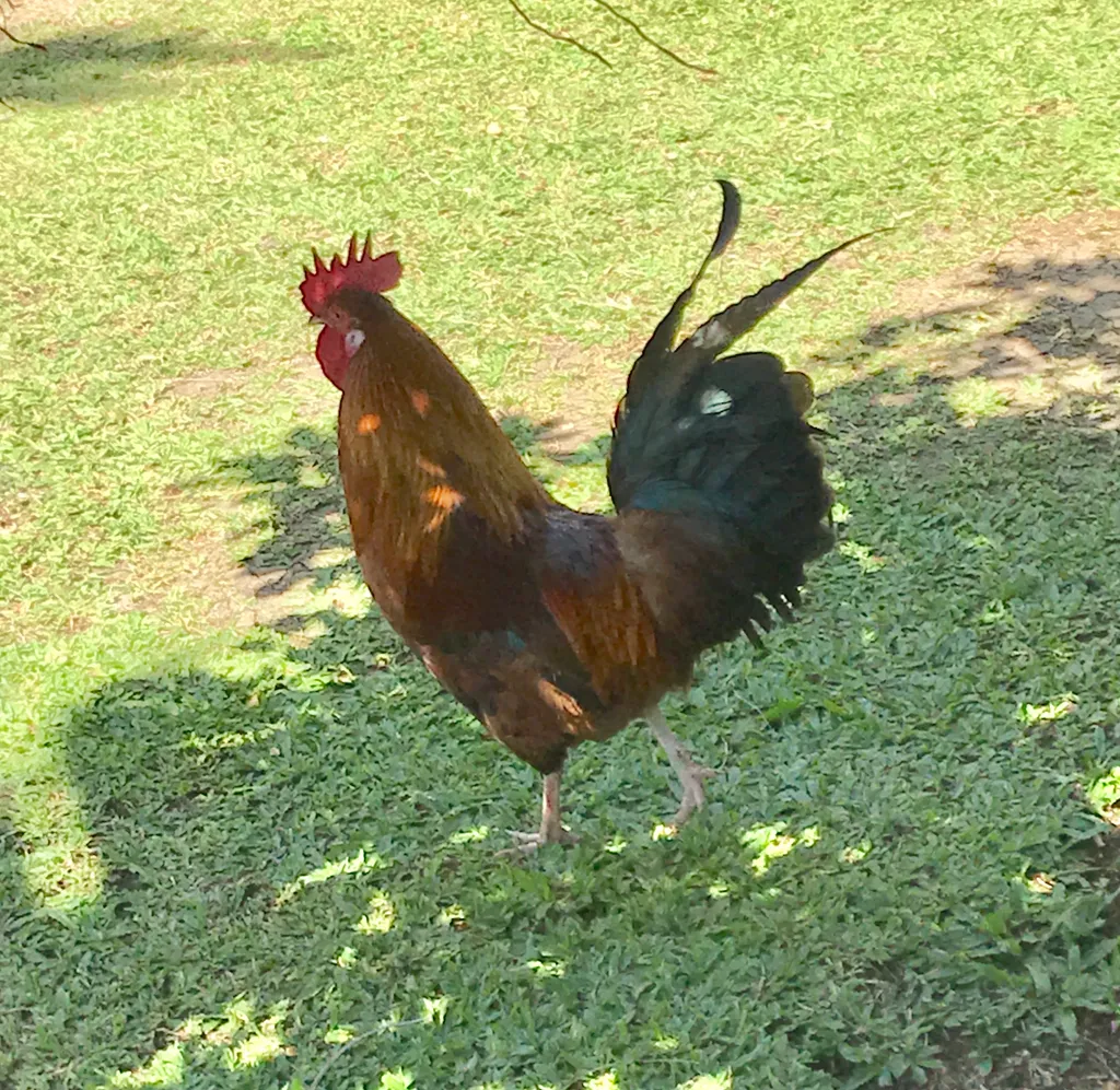 Cock; Hen (Rooster; Hen Gallus gallus)