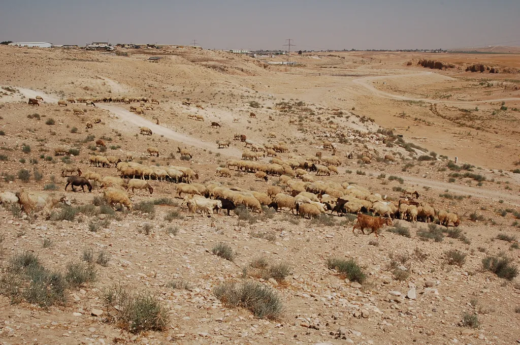 Sheep and Goats at Beer'sheva