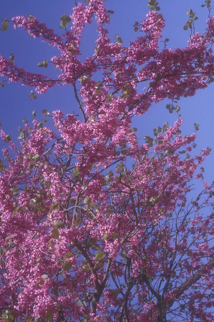Judas Tree