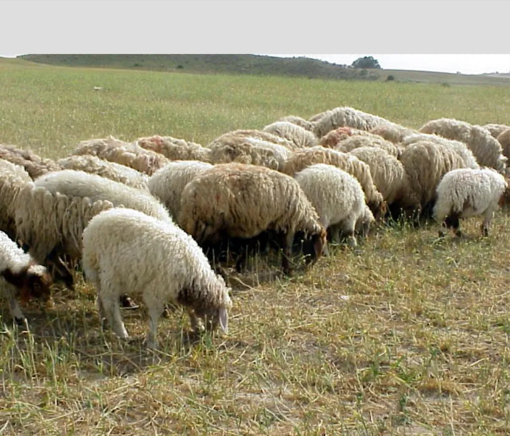 Sheep near Bethlehem