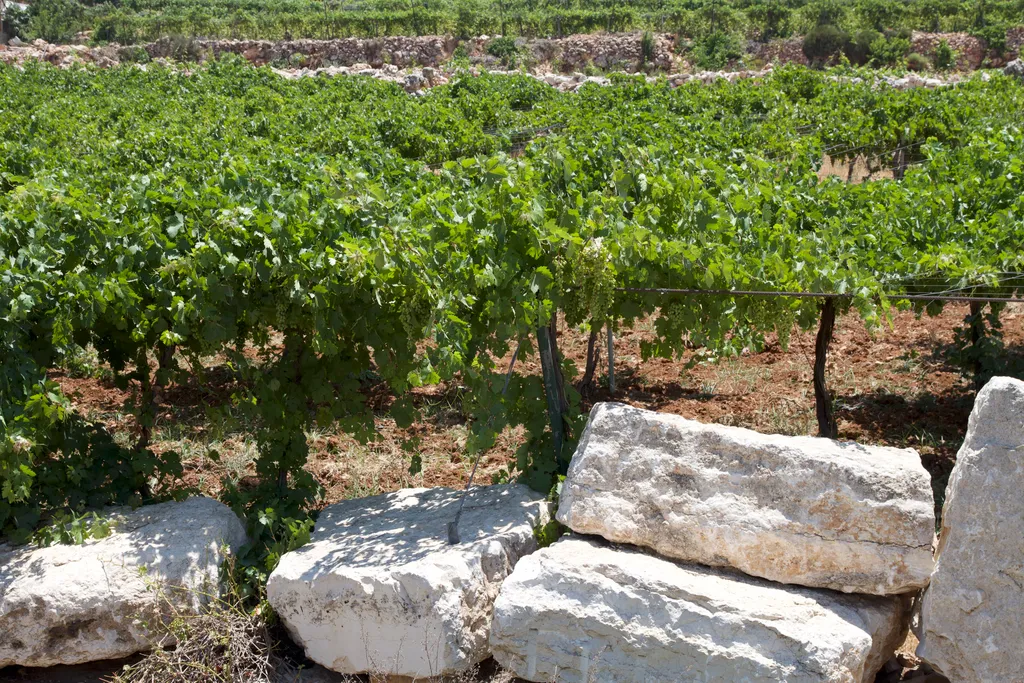 Grape Branches Supported by Cords and Rocks