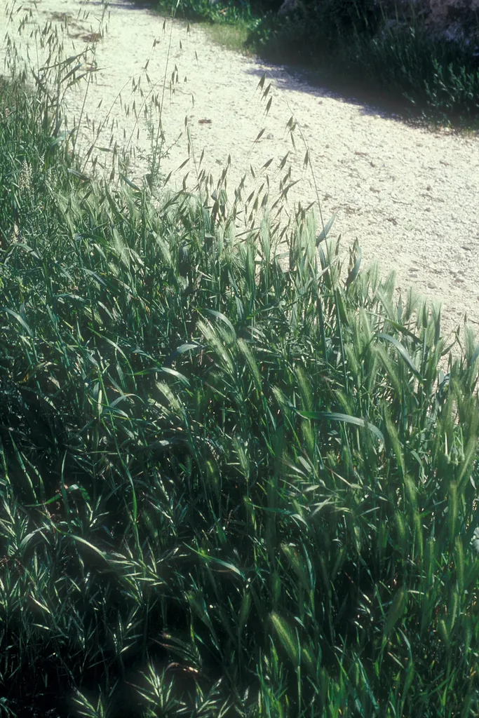 Wheat with wild grasses