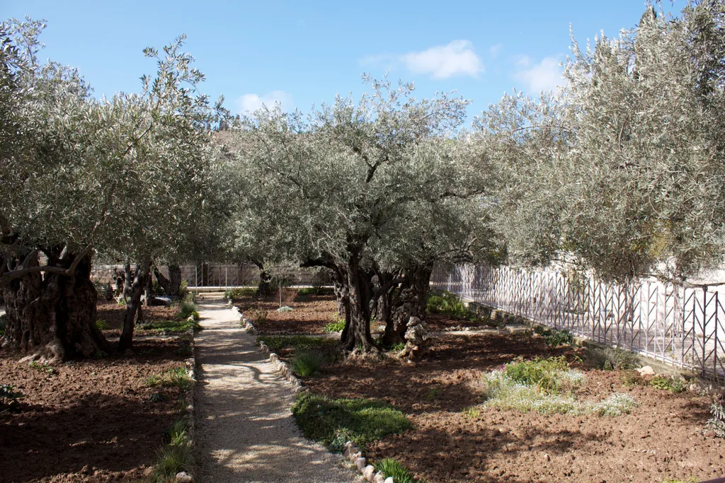 The Garden of Gethsemane
