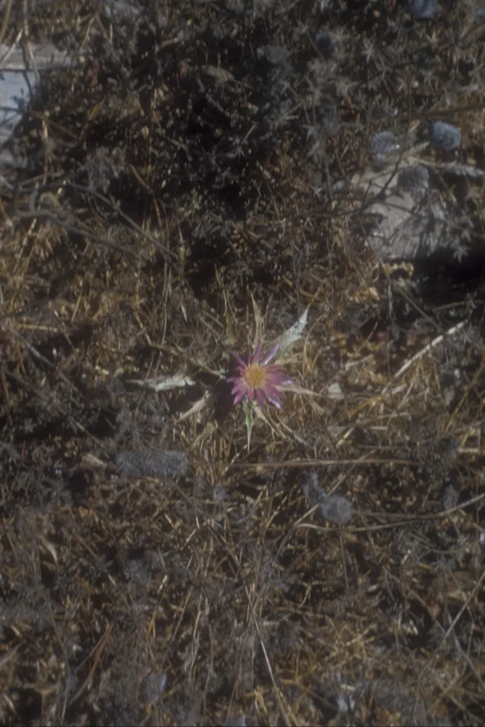 Thistle (דרדר, dardar) Carthamus tenuis Thistle, Aphek