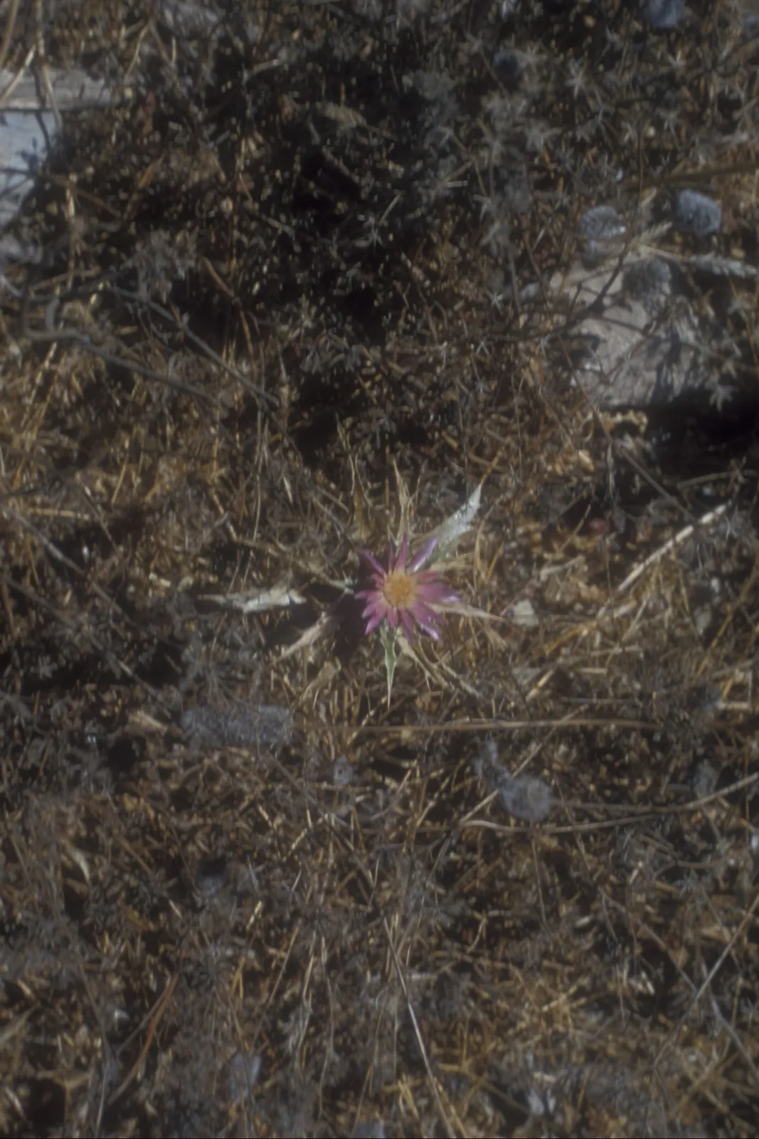 Thistle (דרדר, dardar) Carthamus tenuis Thistle, Aphek