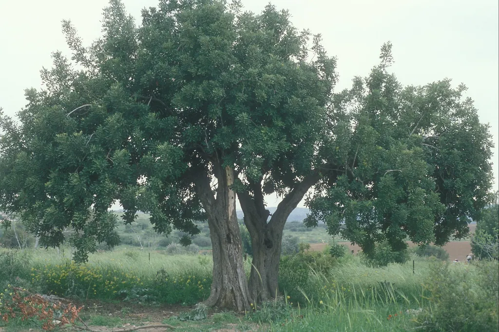 Carob, Maresha