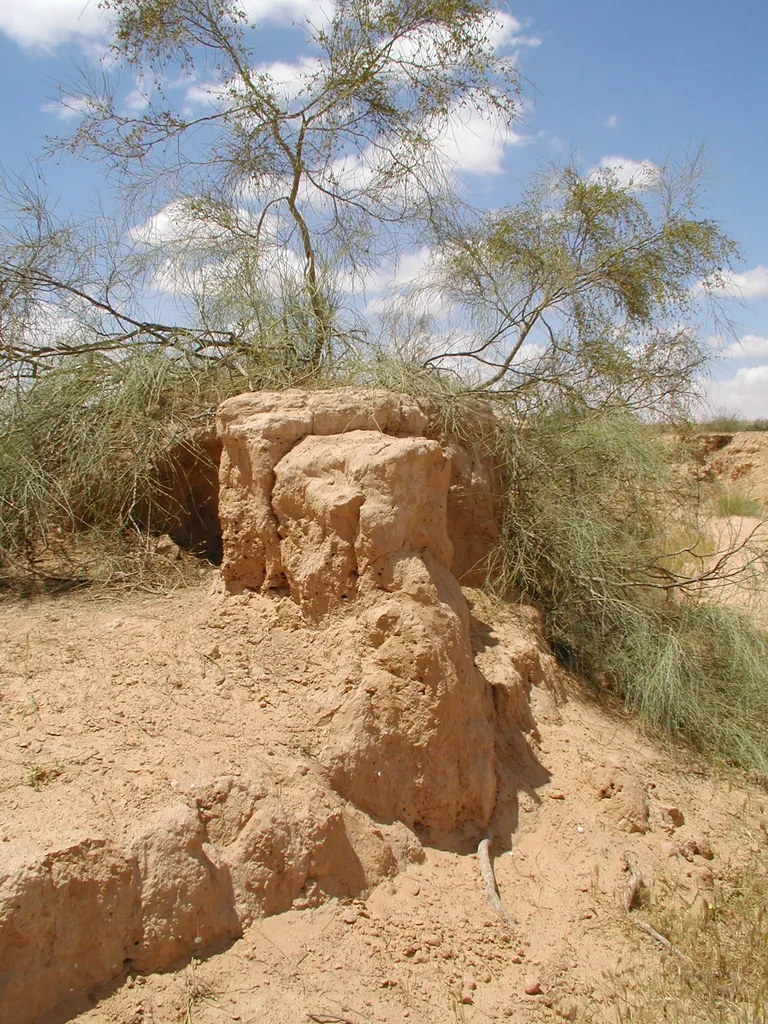 Tamarisk tree (Tamarix aphylla)