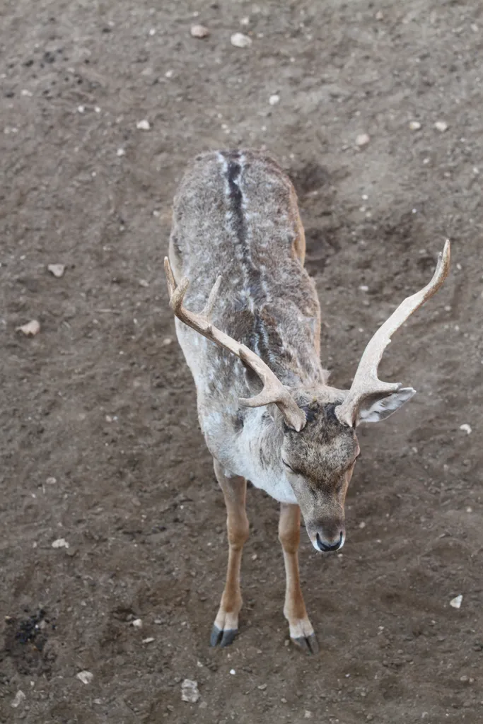Deer