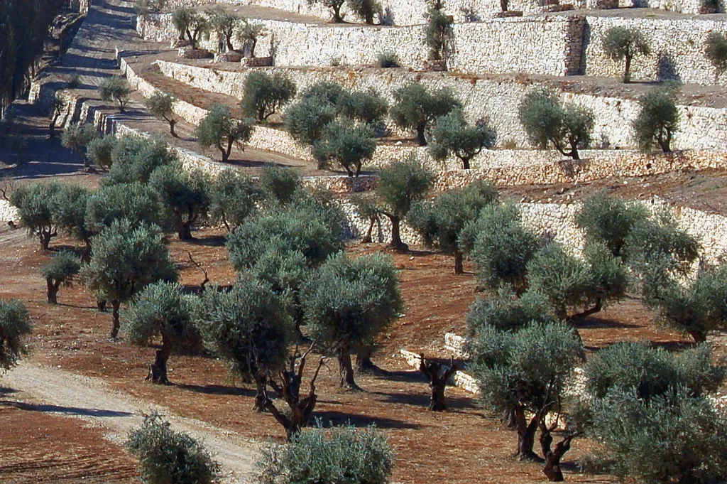 Olive Trees (Kidron Valley, Jerusalem)