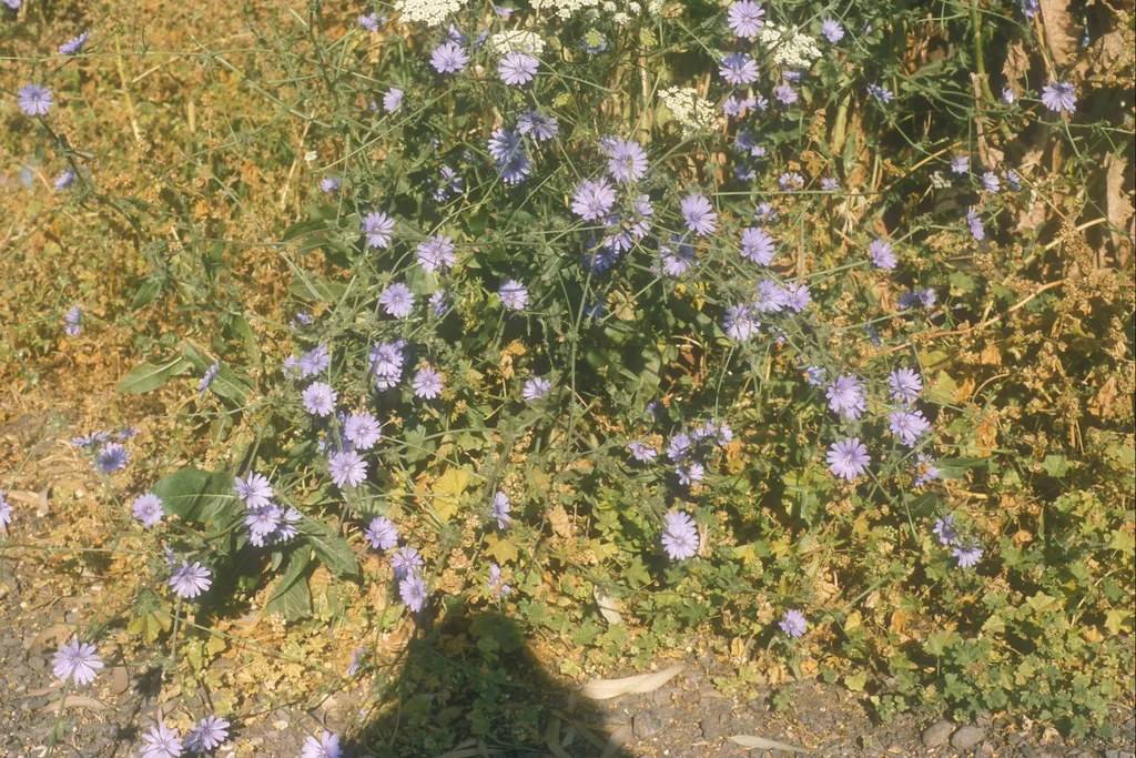 Chicory, Capernaum