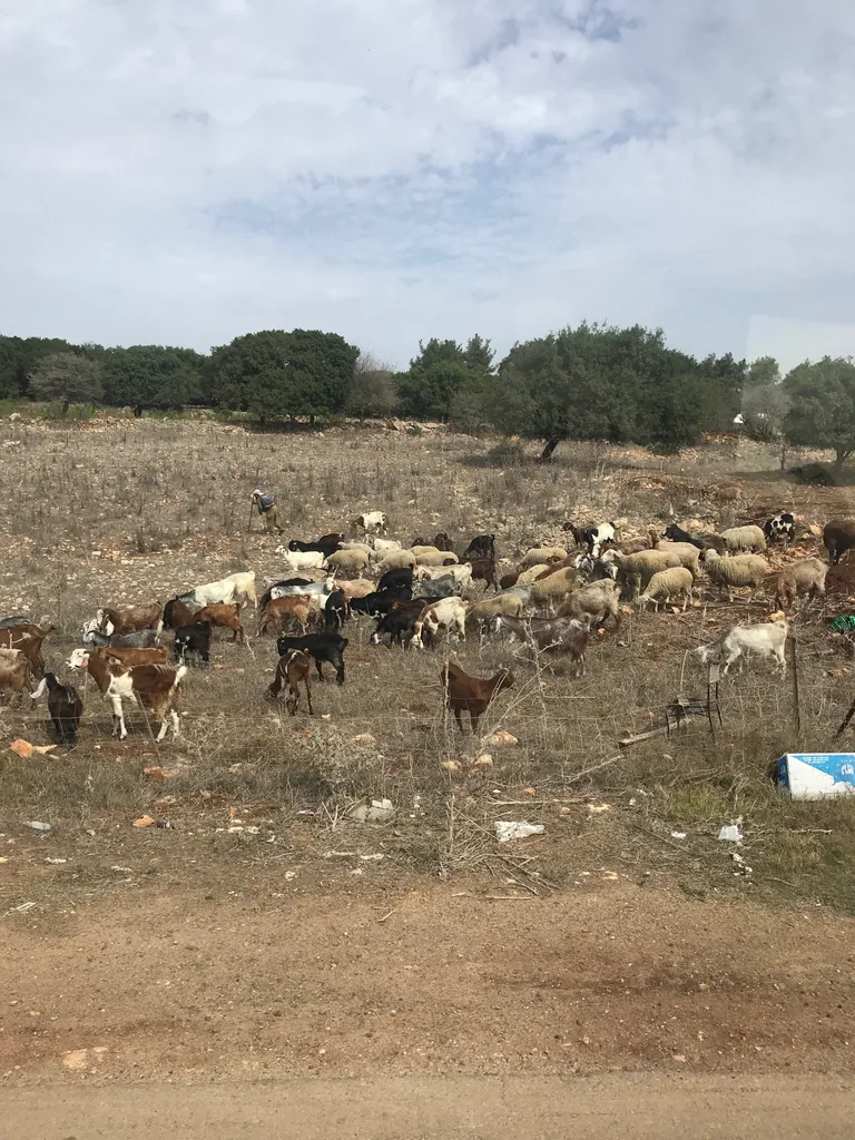 Cows of Bashan