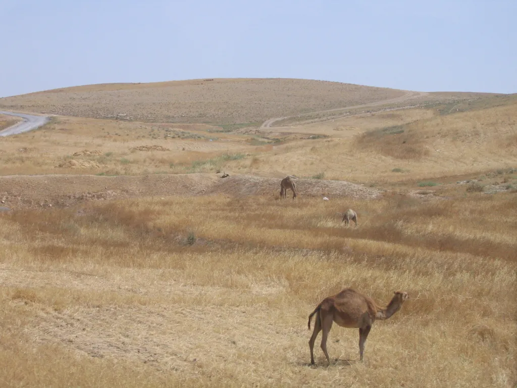 Camels in Israel