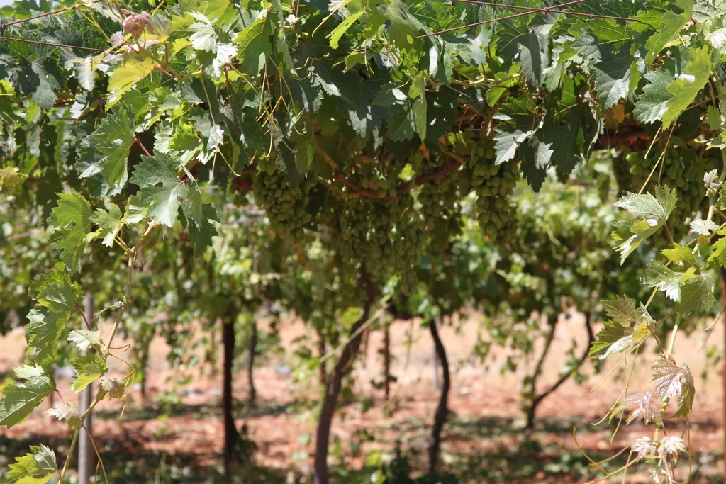 Vineyard with Grapes