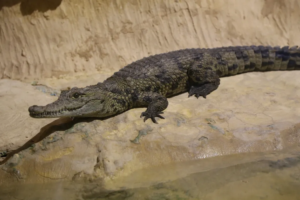 Leviathan=Alligator