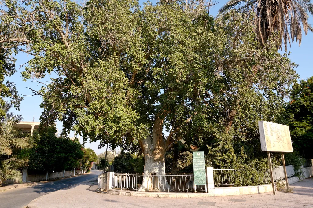 Sycamore Tree in Jericho