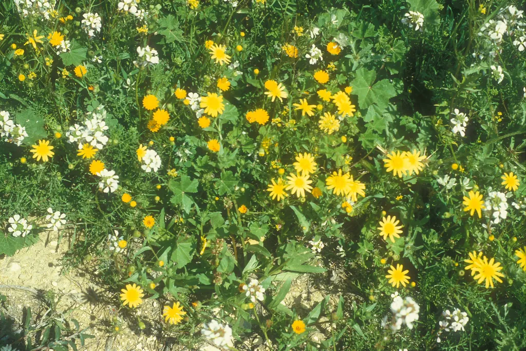 Mixed wildflowers, Arad