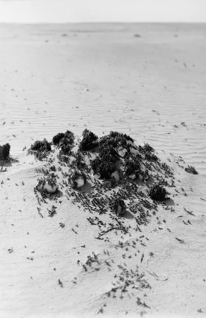 Halt of Locust Swarm Around Desert Herbage