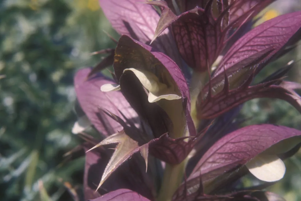 "Briars and thorns," Acanthus syriacus, Hazor