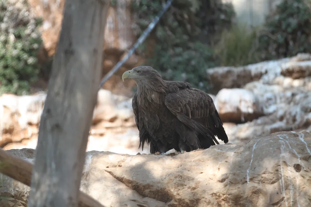Eagle (נֶשֶׁר  nešer)