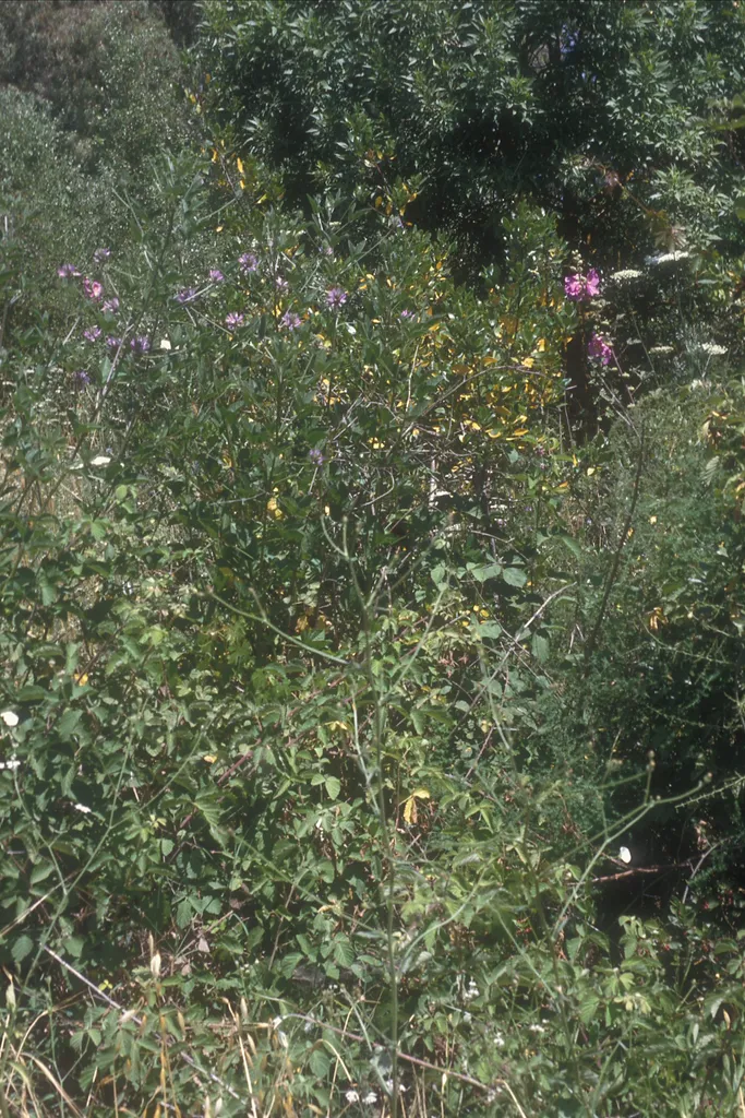  Mixed wildflowers, Tel Dan