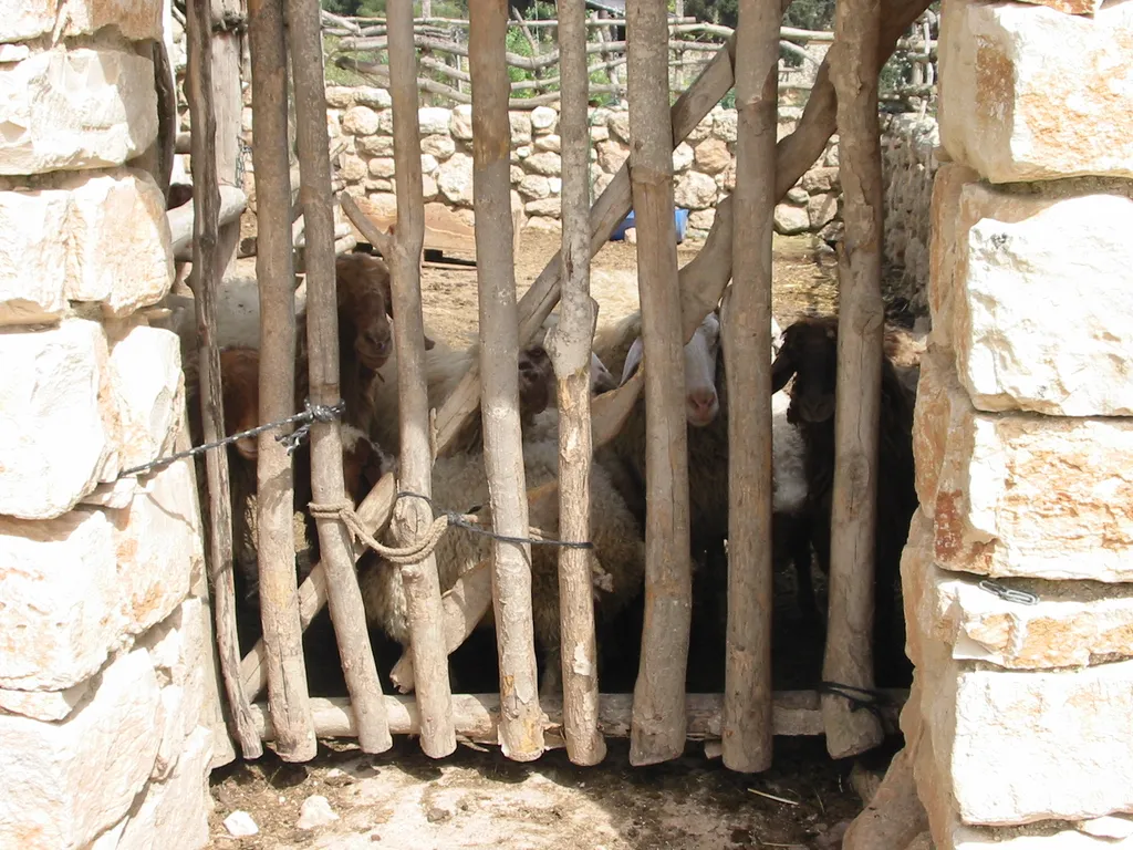 Sheep in a sheepfold at Nazarene Village