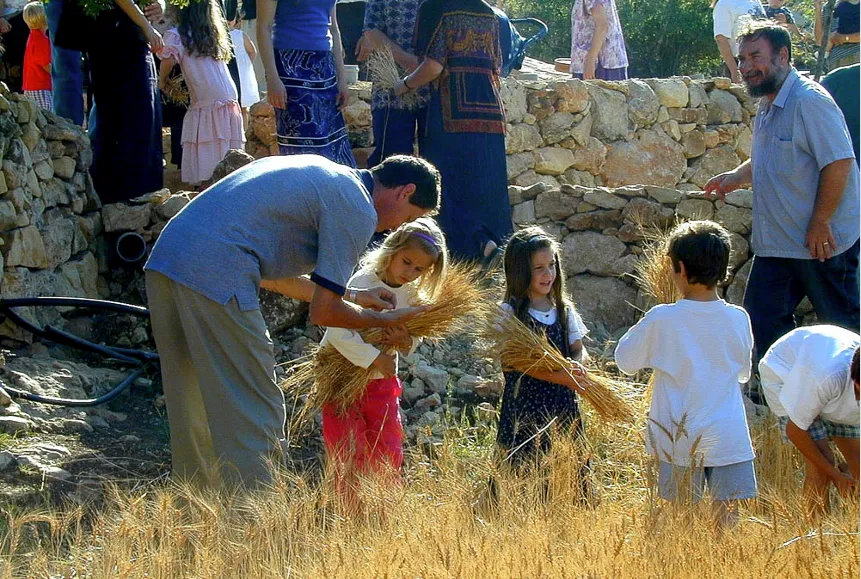 Harvesting of Wheat at Feast of Pentecost