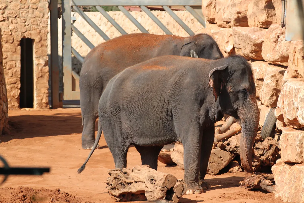 Elephants (known by their ivory)