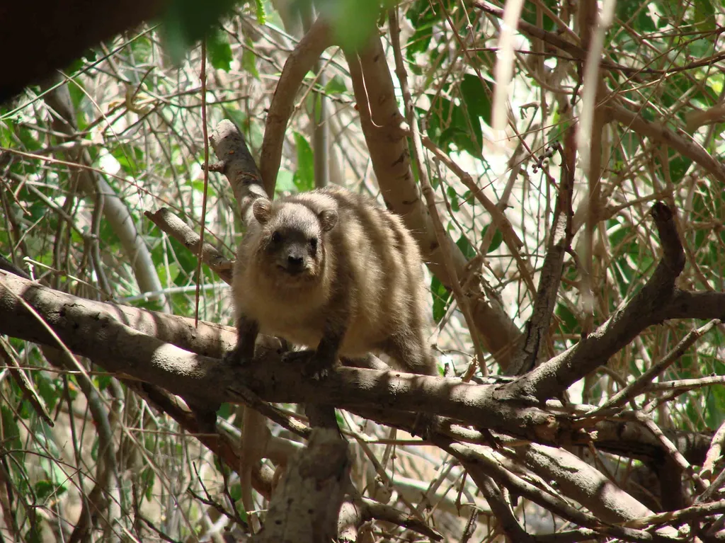 Coney in Tree at Ein Gedi, Israel