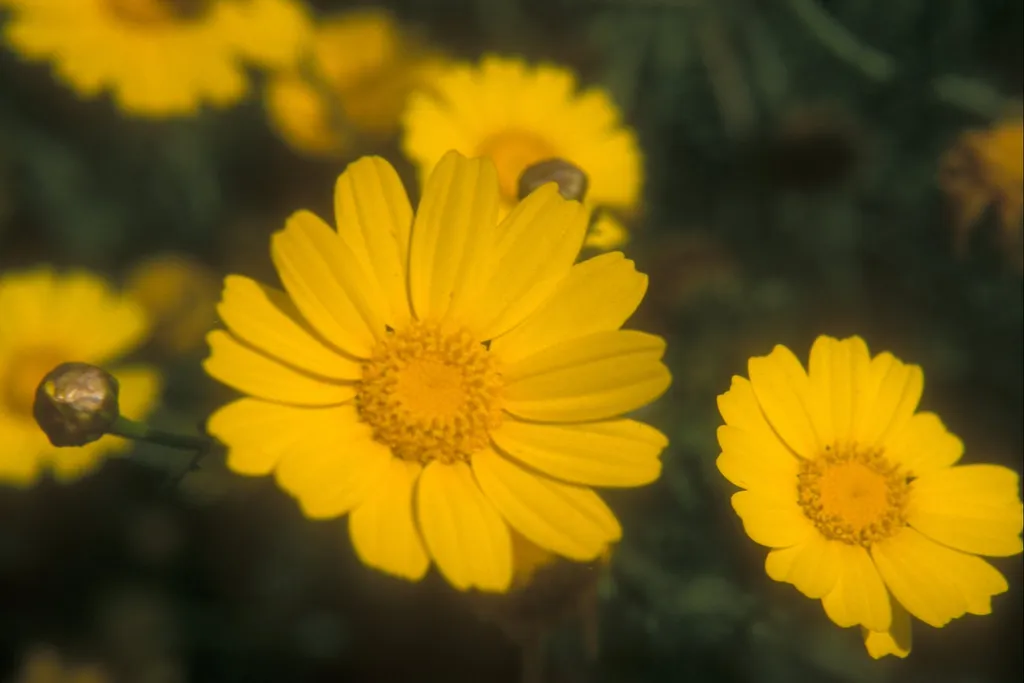 Crown daisy, Eshkalon