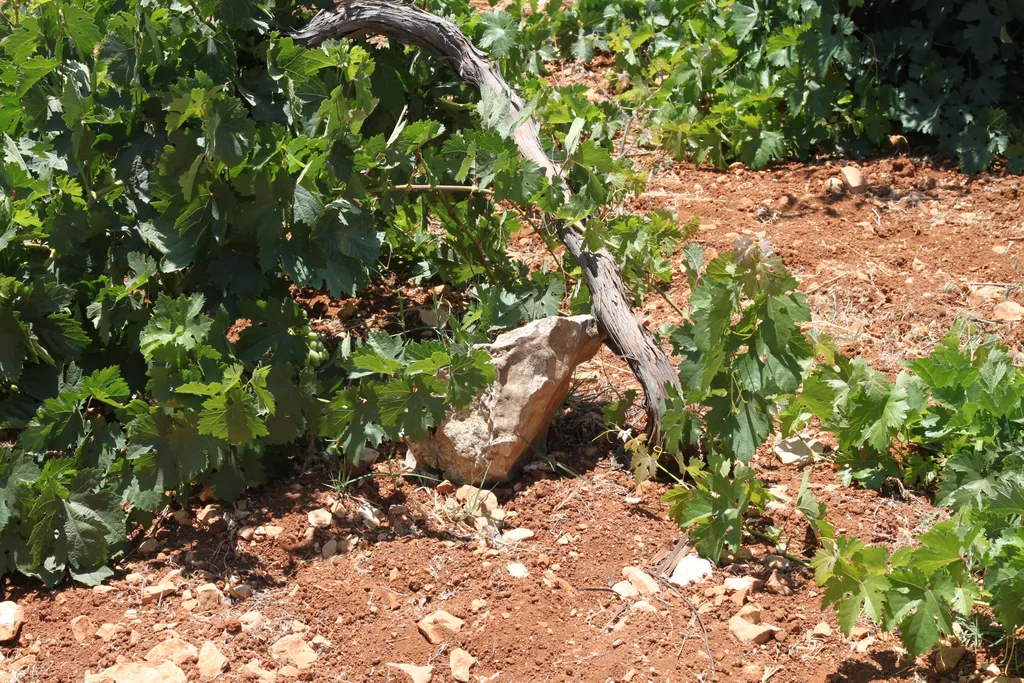 Lifting up (αἴρω) a Branch in a Vineyard