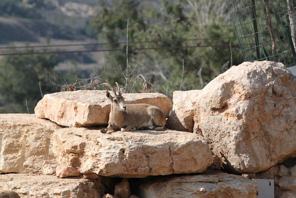 Deer (possibly Ibex or Mountain Goat)