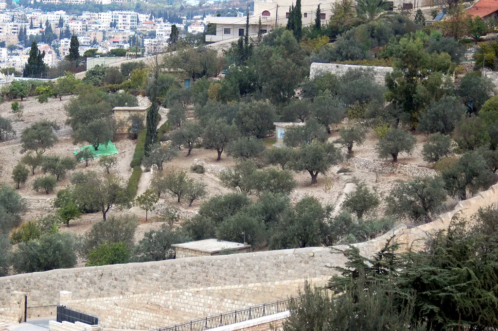 Olive Trees on Mount of Olives