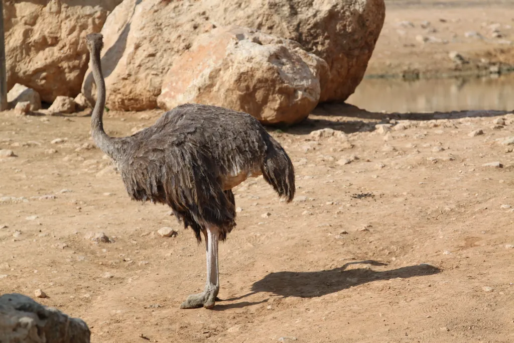 Ostrich at Biblical Zoo in Jerusalem
