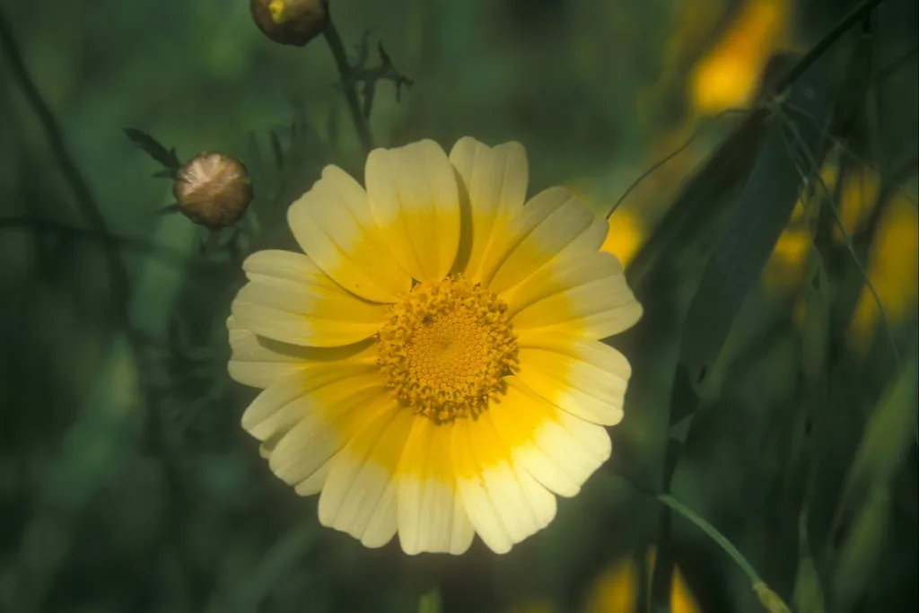 Crown daisy, Eshkalon