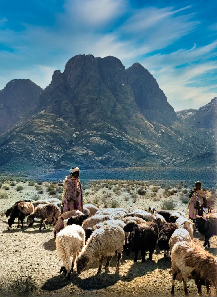 Shepherds and Sheep Near Mountains of Sinai