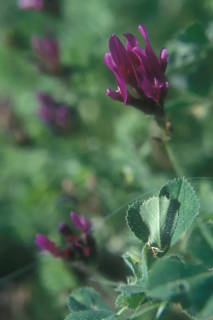 Milk vetch, Jezreel tel