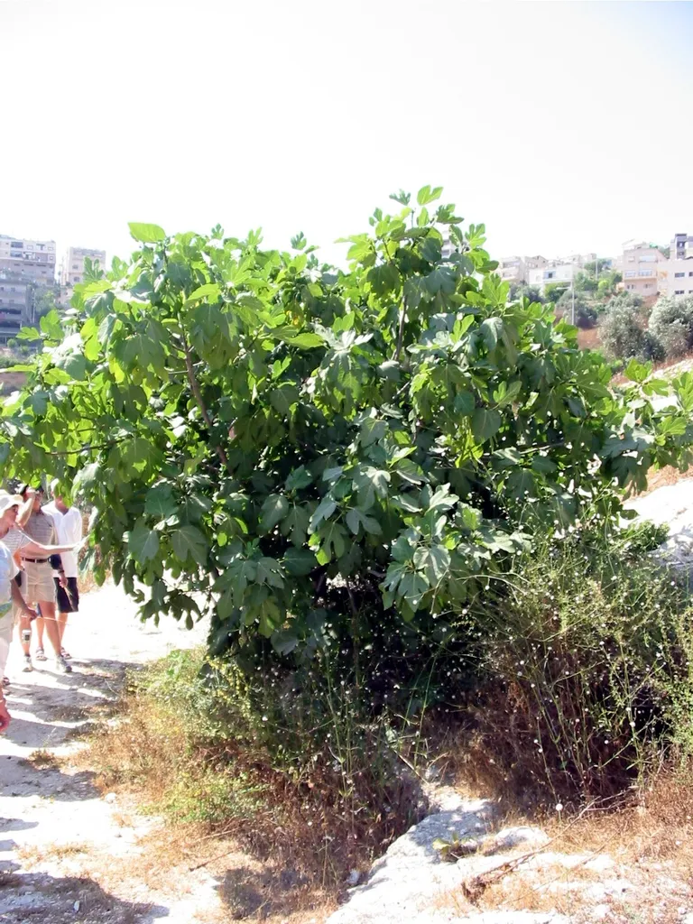 Fig Tree at Nazareth