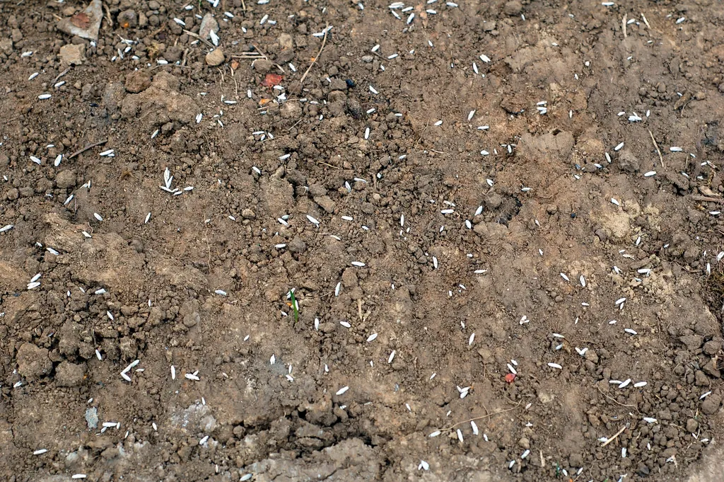Seeds by the Roadside