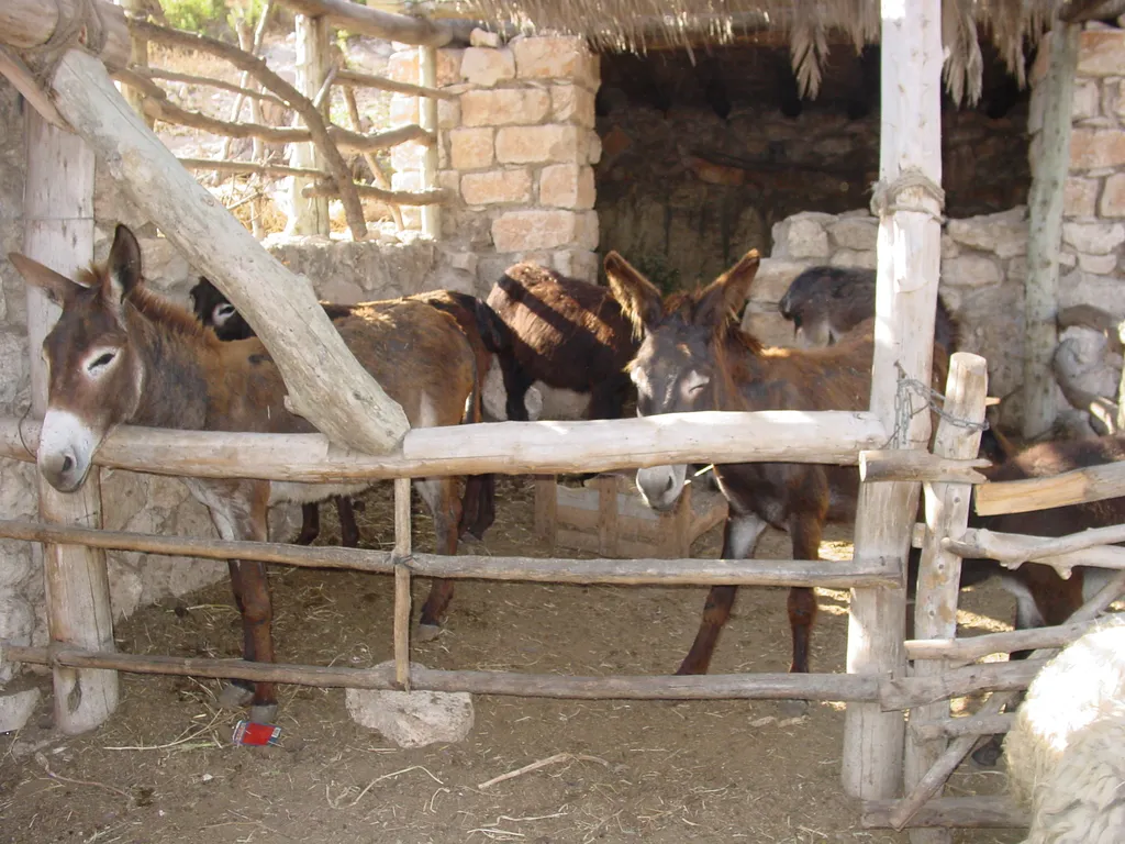 Donkeys at Nazareth Village