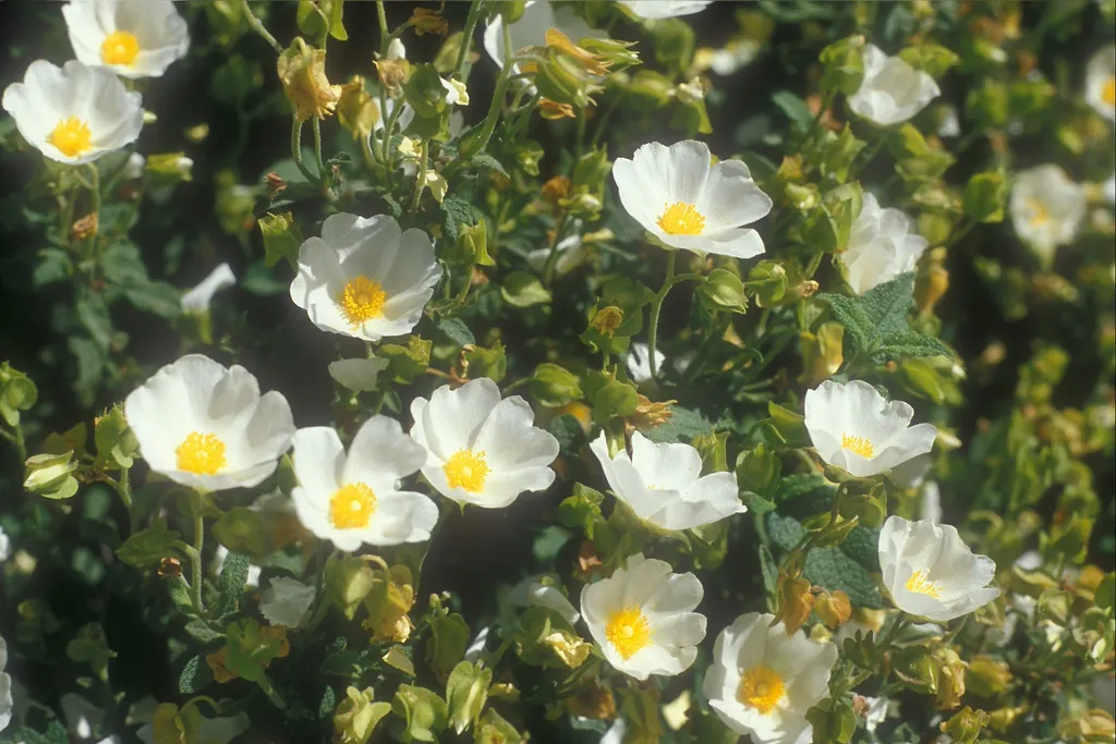Cistus salvifolius, Motza Elit