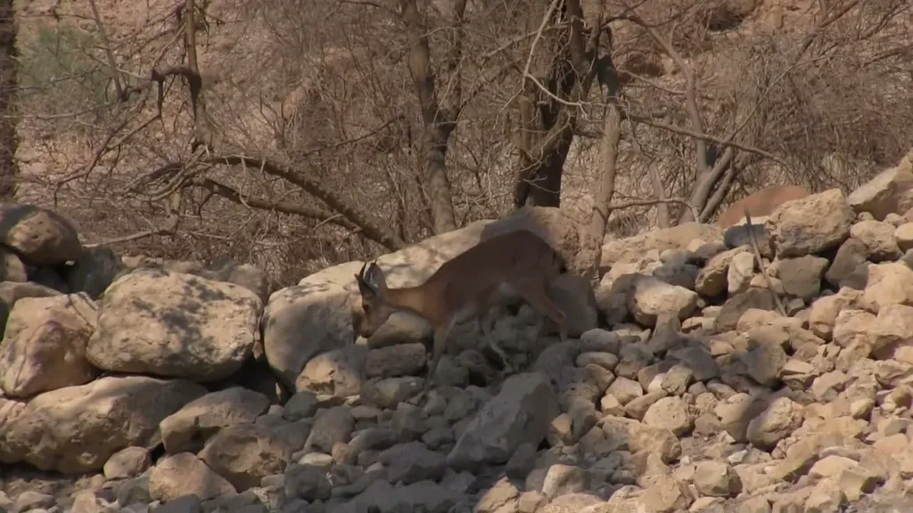 The mountain goats (Ibex) at Ein Gedi (1 Sam 24:2)